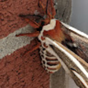 Meet your Posher, Dana